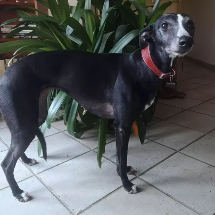 Un Whippet noir élégant portant un collier rouge, avec des zones de perte de poils visibles sur les cuisses et le flanc, illustrant une alopécie diffuse tout en conservant une posture alerte et expressive.