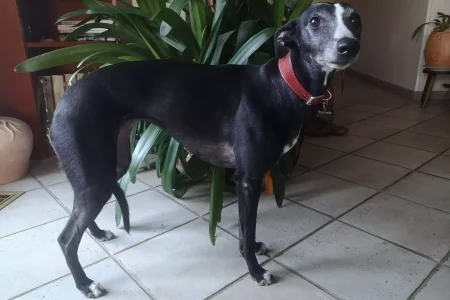 Un Whippet noir élégant portant un collier rouge, avec des zones de perte de poils visibles sur les cuisses et le flanc, illustrant une alopécie diffuse tout en conservant une posture alerte et expressive.