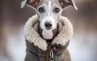 Un Whippet habillé d'un manteau chaud et élégant, parfait pour les journées hivernales. Sa posture et son regard doux reflètent à la fois son élégance naturelle et sa sensibilité. Une belle démonstration de l'importance d'habituer un Whippet à porter un vêtement !