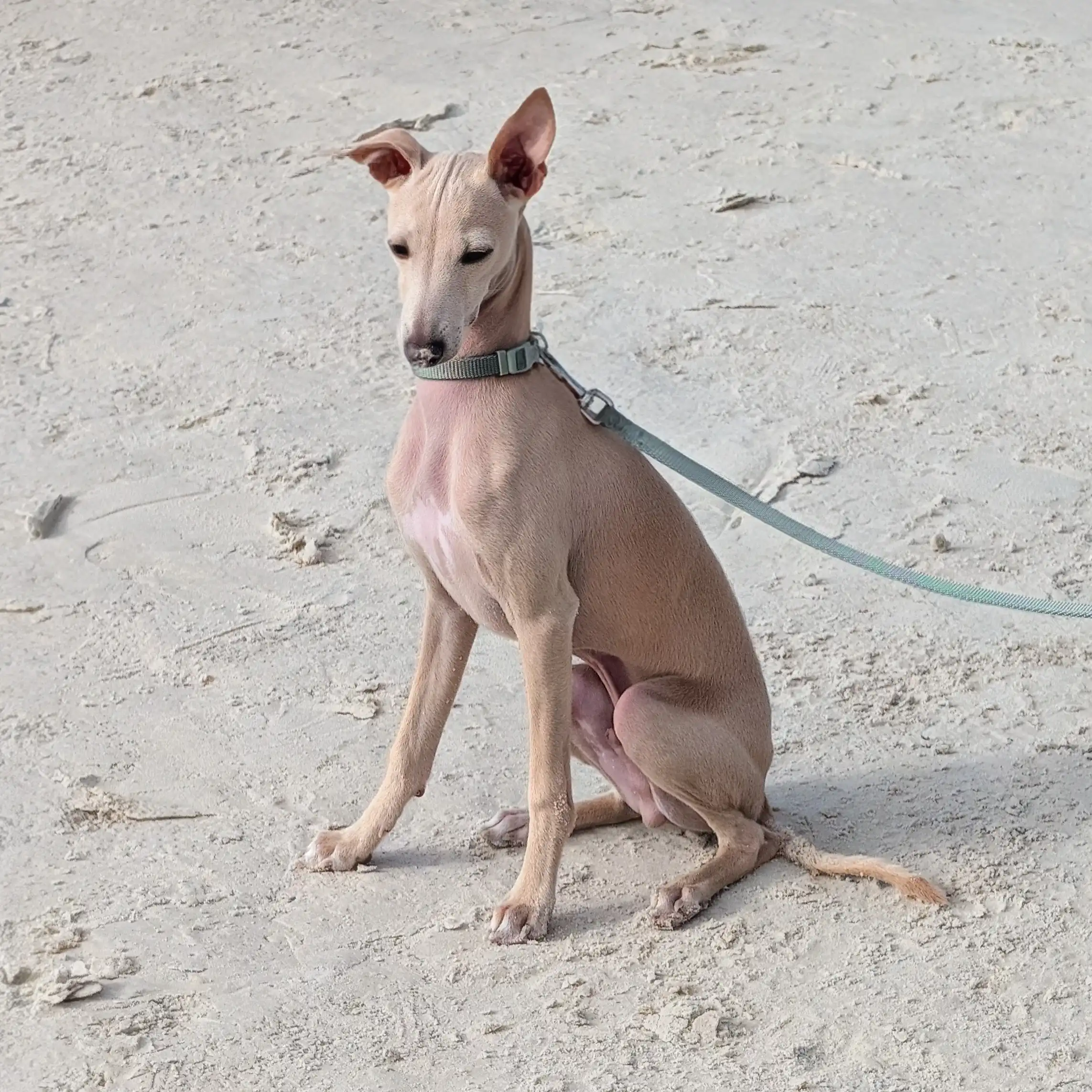 Un petit lévrier italien sable assis sur du sable, une laisse bleu ciel le retient.
