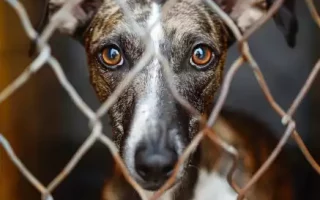 La Saint-Valentin : Un Whippet regardant à travers le maillage d'une clôture métallique. Ses yeux expressifs et grands semblent capturer une émotion profonde, reflétant peut-être un désir de liberté ou une attente anxieuse. La texture et le motif du maillage ajoutent une dimension de séparation entre le chien et le monde extérieur, accentuant l'impression d'isolement.