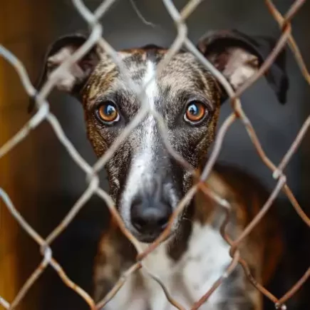 La Saint-Valentin : Un Whippet regardant à travers le maillage d'une clôture métallique. Ses yeux expressifs et grands semblent capturer une émotion profonde, reflétant peut-être un désir de liberté ou une attente anxieuse. La texture et le motif du maillage ajoutent une dimension de séparation entre le chien et le monde extérieur, accentuant l'impression d'isolement.