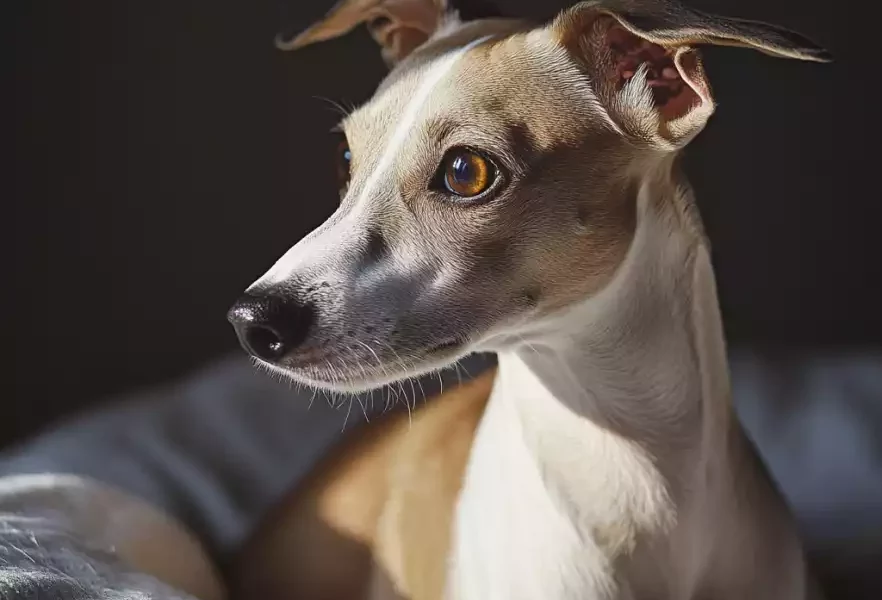 Portrait d’un Whippet fauve et blanc au regard expressif, baigné par une lumière naturelle douce, confortablement installé dans son panier.