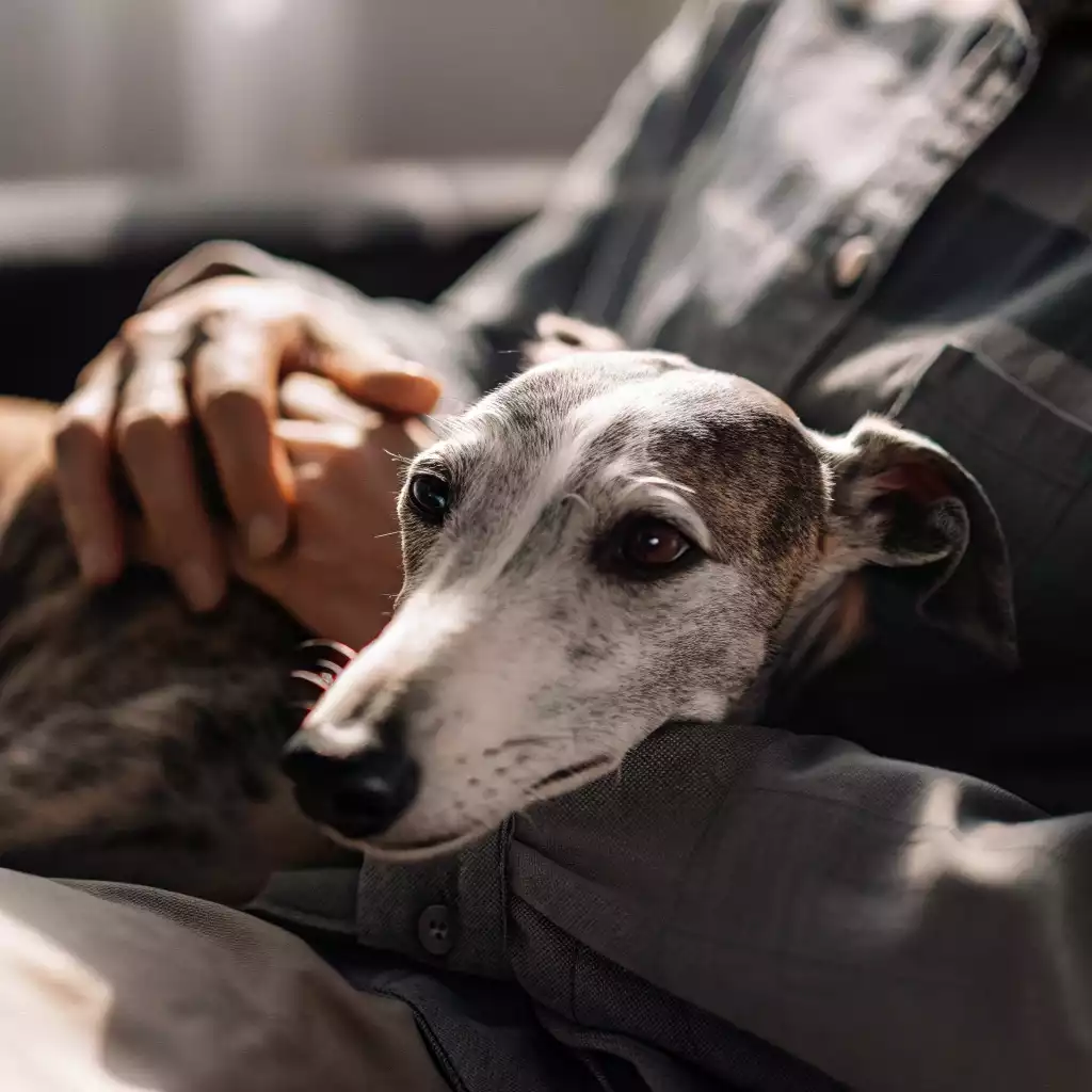 Un Whippet, confortablement installé dans les bras de son maître, semble trouver refuge et apaisement dans cette étreinte protectrice. Son regard, empreint de douceur et de confiance, reflète l’amour inconditionnel qui unit ces deux âmes. Une image pleine d’émotion qui illustre à merveille la force du lien entre un chien et son humain.