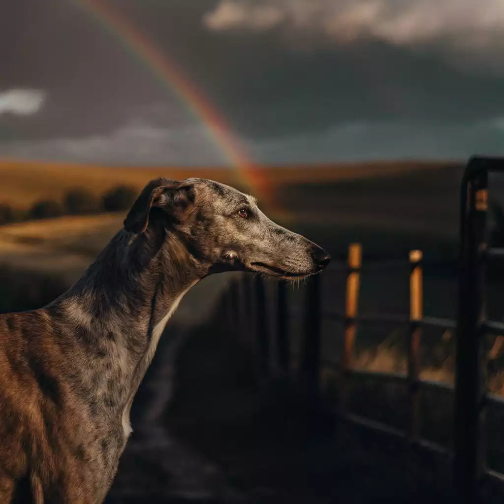 Dire au revoir à son Whippet : Un Whippet, majestueux et paisible, semble contempler l’horizon sous un ciel chargé d’émotions, tandis qu’un arc-en-ciel se dessine derrière lui, comme un symbole d’espoir et de passage. La lumière dorée caresse son pelage, lui donnant une allure presque intemporelle, entre l’ici et l’au-delà.