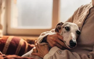 Un moment d'intense complicité entre un Whippet et son maître. Le regard doux du chien, blotti dans les bras réconfortants de son humain, exprime à la fois confiance et sérénité. La lumière tamisée et l'atmosphère chaleureuse renforcent l’émotion du cliché, symbolisant le lien indéfectible qui unit un maître à son compagnon à quatre pattes.