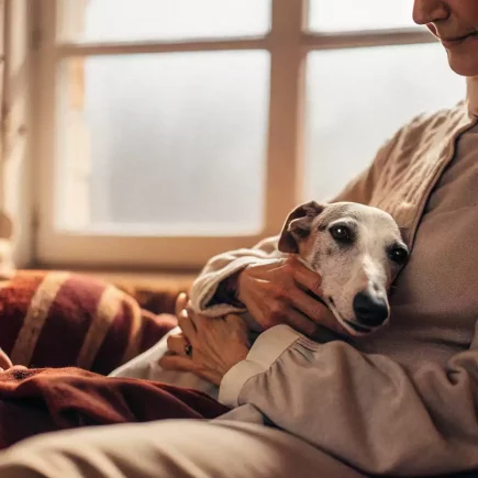 Un moment d'intense complicité entre un Whippet et son maître. Le regard doux du chien, blotti dans les bras réconfortants de son humain, exprime à la fois confiance et sérénité. La lumière tamisée et l'atmosphère chaleureuse renforcent l’émotion du cliché, symbolisant le lien indéfectible qui unit un maître à son compagnon à quatre pattes.