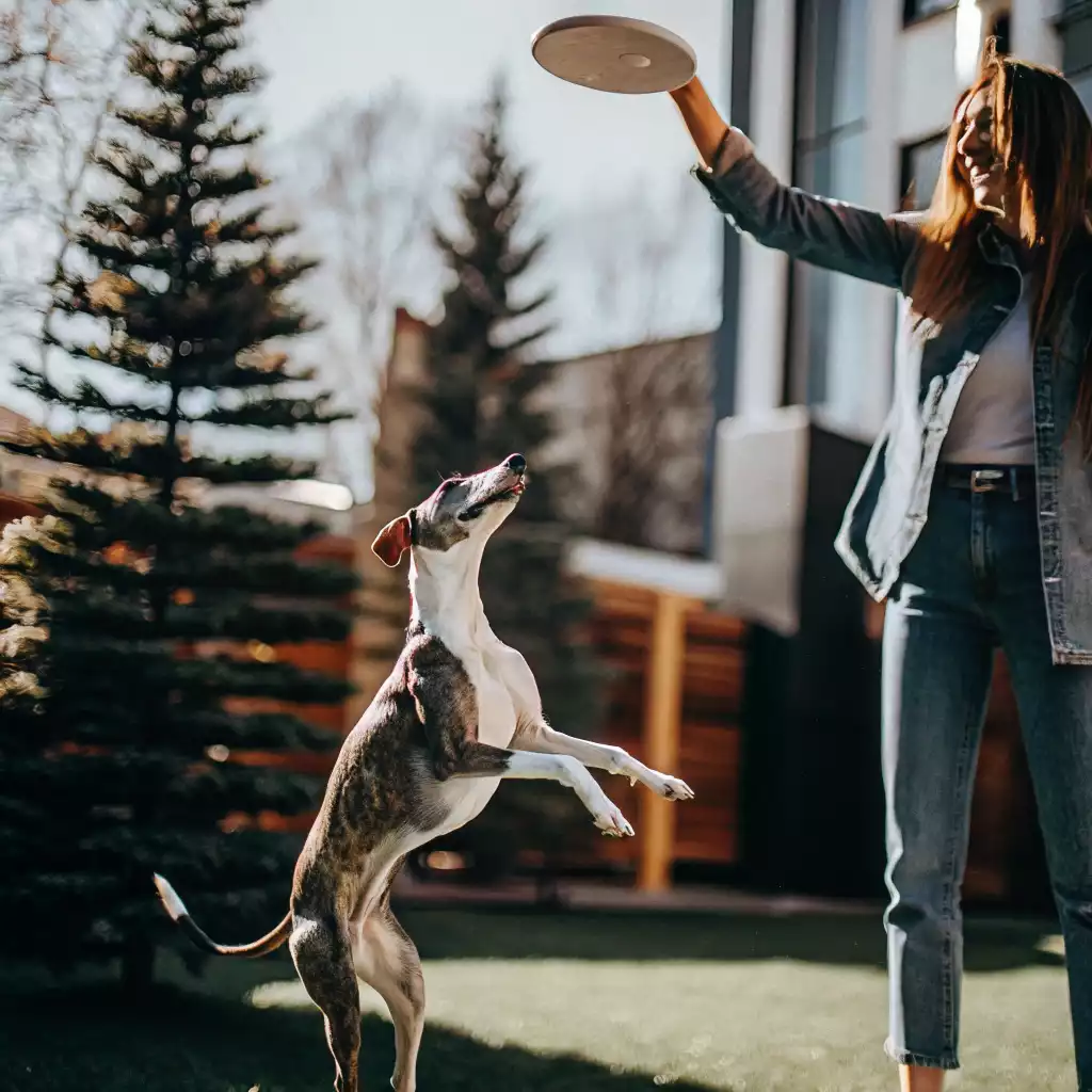 Un lévrier dynamique, sur ses pattes arrière, fixe avec enthousiasme un frisbee tenu en hauteur par sa propriétaire. Son corps élancé exprime toute son agilité et son impatience de bondir. La scène est capturée en extérieur par une belle journée ensoleillée.