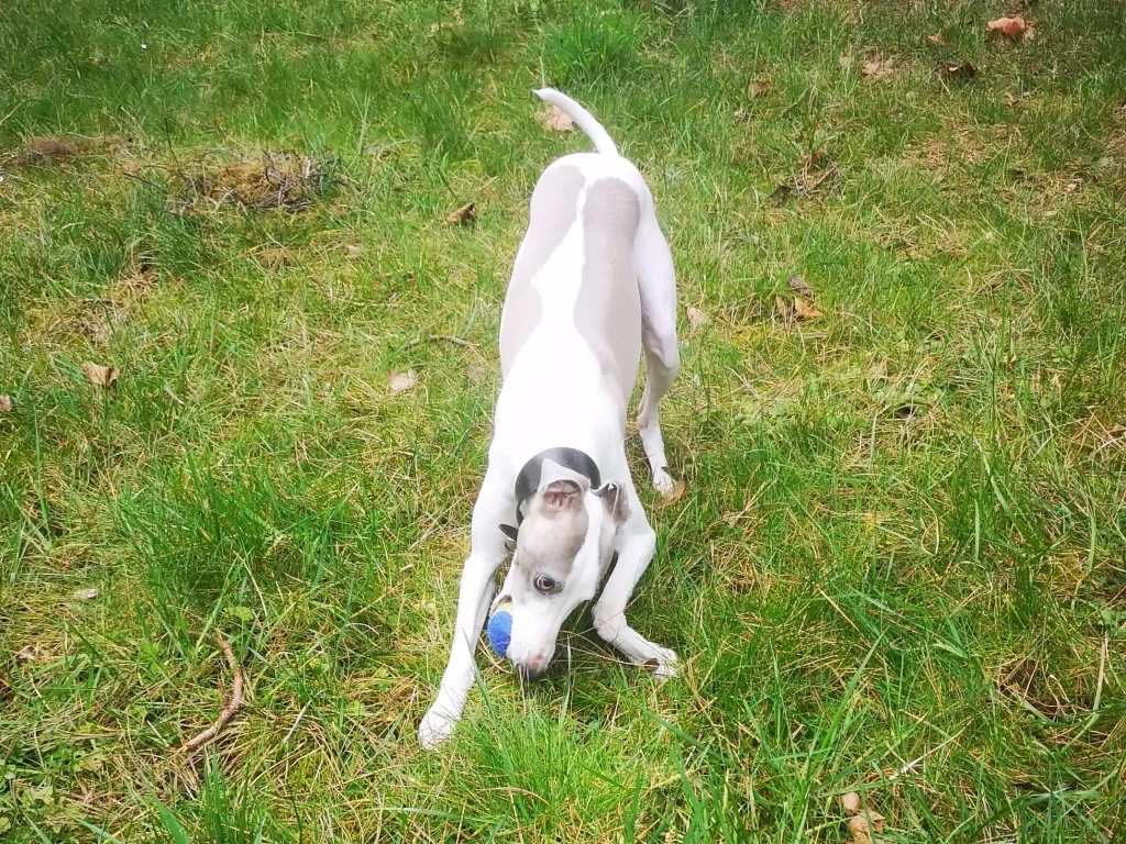 Un Whippet blanc et bleu, en pleine action, joue avec une balle dans l’herbe. Son corps élancé et sa posture basse montrent toute son intensité et son engagement dans le jeu. Son regard fixé sur son jouet trahit son excitation et son plaisir, illustrant parfaitement son instinct de poursuite et sa nature joueuse.