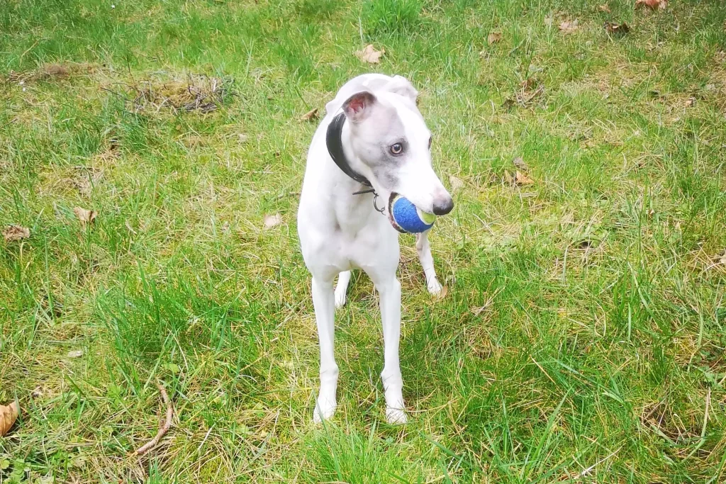Un Whippet blanc et bleu, debout dans l’herbe, tient fièrement une balle dans sa gueule. Son regard attentif semble capter quelque chose au loin, prêt à repartir jouer ou à attendre un nouvel ordre.