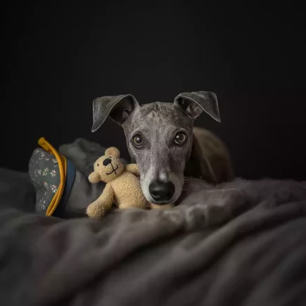 Un élégant Whippet gris repose confortablement sur un plaid moelleux, tenant une petite peluche contre lui. Son regard doux et expressif, légèrement penché, renforce une sensation de calme et d’attachement à son jouet. L’éclairage tamisé met en valeur la finesse de son pelage et crée une atmosphère chaleureuse et apaisante.