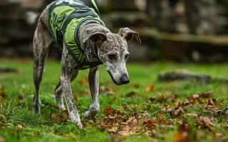 Un Whippet bringé portant un harnais de Mantrailing vert, concentré sur une piste olfactive dans un cadre naturel. Son regard est fixé au sol, et son corps est légèrement en tension, traduisant une grande concentration. La longe tenue par une personne en arrière-plan indique qu'il est en pleine séance de pistage. L’environnement verdoyant, parsemé de feuilles mortes et de pierres anciennes, ajoute une ambiance immersive à cette scène de travail olfactif.