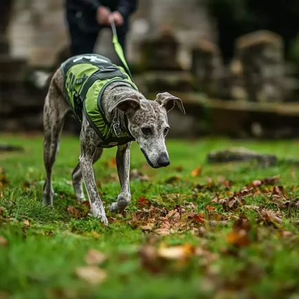 Un Whippet bringé portant un harnais de Mantrailing vert, concentré sur une piste olfactive dans un cadre naturel. Son regard est fixé au sol, et son corps est légèrement en tension, traduisant une grande concentration. La longe tenue par une personne en arrière-plan indique qu'il est en pleine séance de pistage. L’environnement verdoyant, parsemé de feuilles mortes et de pierres anciennes, ajoute une ambiance immersive à cette scène de travail olfactif.