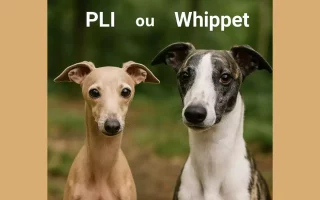 Petit Lévrier Italien et Whippet côte à côte sur fond naturel, comparaison des deux races de lévriers.