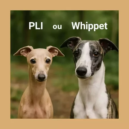 Petit Lévrier Italien et Whippet côte à côte sur fond naturel, comparaison des deux races de lévriers.