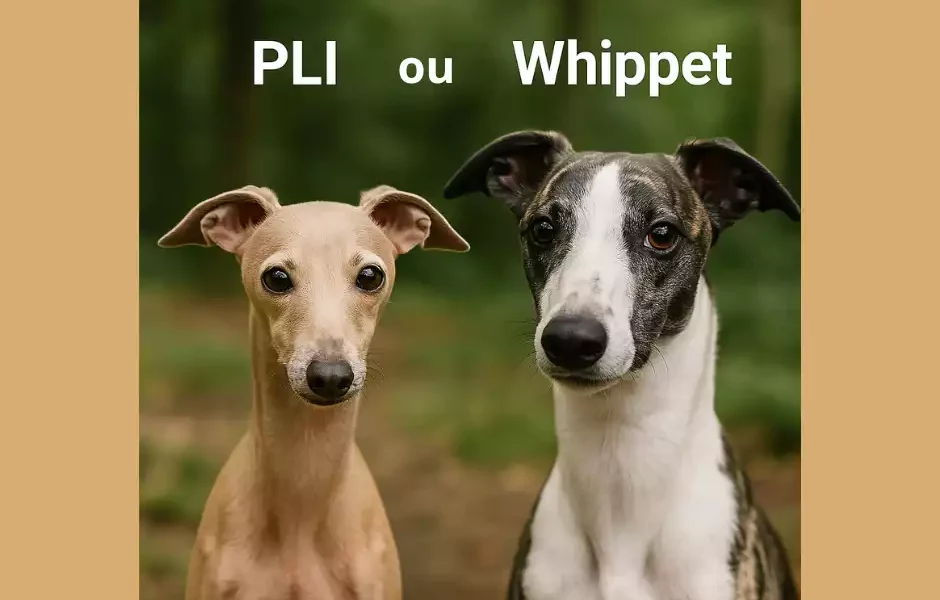 Petit Lévrier Italien et Whippet côte à côte sur fond naturel, comparaison des deux races de lévriers.