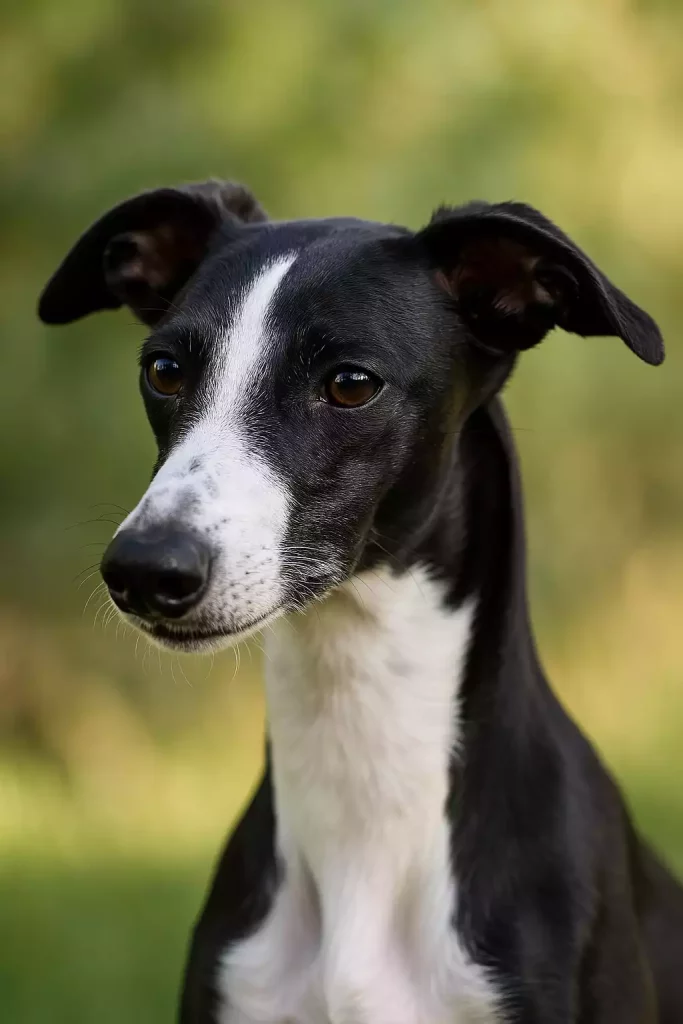 Portrait d’un Whippet noir et blanc en extérieur, sur fond naturel flou.Portrait d’un Whippet noir et blanc en extérieur, sur fond naturel flou.