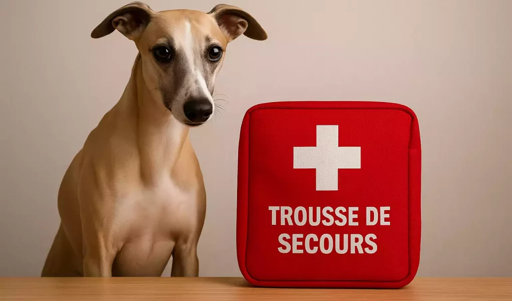 Whippet attentif assis à côté d’une trousse de secours rouge marquée d’une croix blanche, sur une table en bois clair, symbolisant la préparation aux premiers soins.