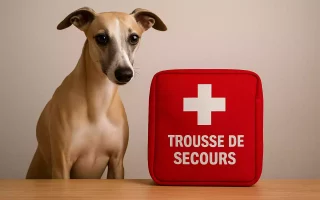 Whippet attentif assis à côté d’une trousse de secours rouge marquée d’une croix blanche, sur une table en bois clair, symbolisant la préparation aux premiers soins.