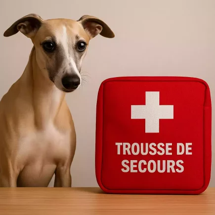 Whippet attentif assis à côté d’une trousse de secours rouge marquée d’une croix blanche, sur une table en bois clair, symbolisant la préparation aux premiers soins.