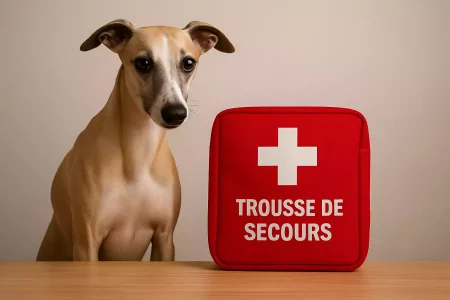 Whippet attentif assis à côté d’une trousse de secours rouge marquée d’une croix blanche, sur une table en bois clair, symbolisant la préparation aux premiers soins.