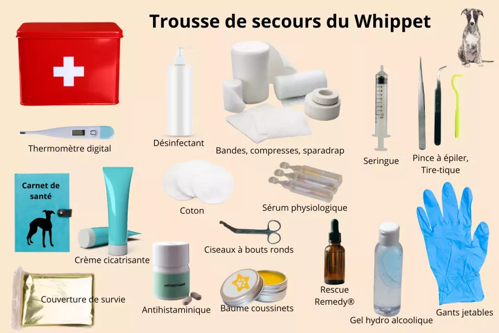Infographie illustrant les indispensables d’une trousse de secours pour Whippet : désinfectant, compresses, thermomètre, pince à tique, sérum physiologique, crème cicatrisante, couverture de survie, et autres éléments essentiels à une intervention rapide.