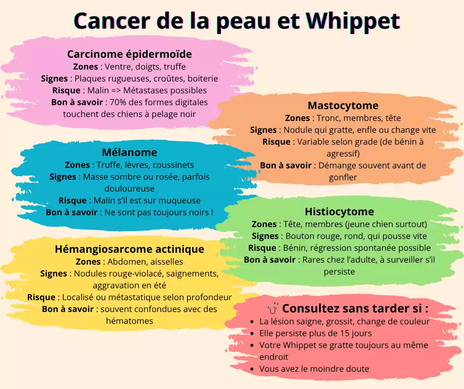Infographie sur le cancer de la peau chez le Whippet présentant les zones, signes et risques des principaux types de tumeurs cutanées : carcinome épidermoïde, mastocytome, mélanome, hémangiosarcome actinique et histiocytome.