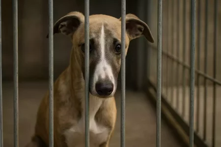 Jeune Whippet triste derrière les barreaux d’un refuge, illustration réaliste pour sensibiliser lors de la Journée mondiale contre l’abandon des animaux de compagnie.