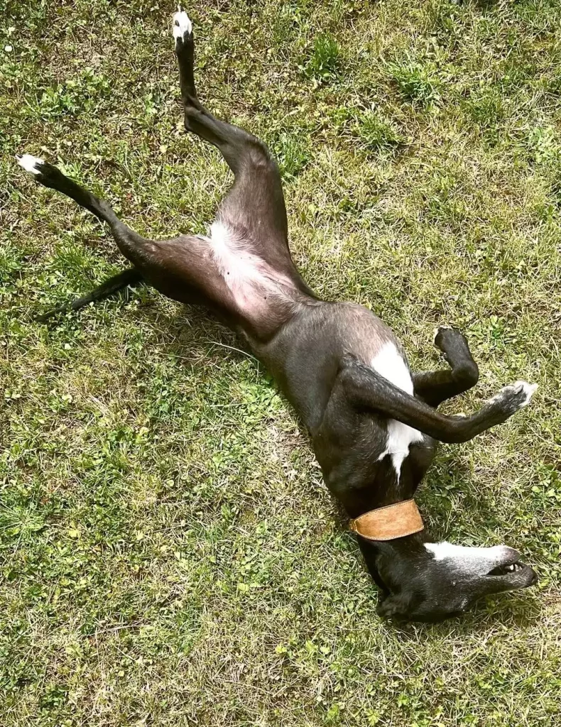 Whippet noir et blanc couché sur le dos dans l’herbe, exposant son ventre glabre au soleil, illustrant les risques cutanés liés à l’exposition UV chez les lévriers à peau fine.