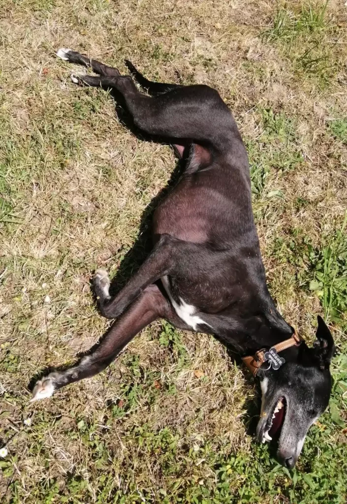 Whippet noir allongé sur le dos en plein soleil sur une pelouse sèche, ventre exposé, illustrant un facteur de risque pour les affections cutanées chez les lévriers sensibles au soleil.