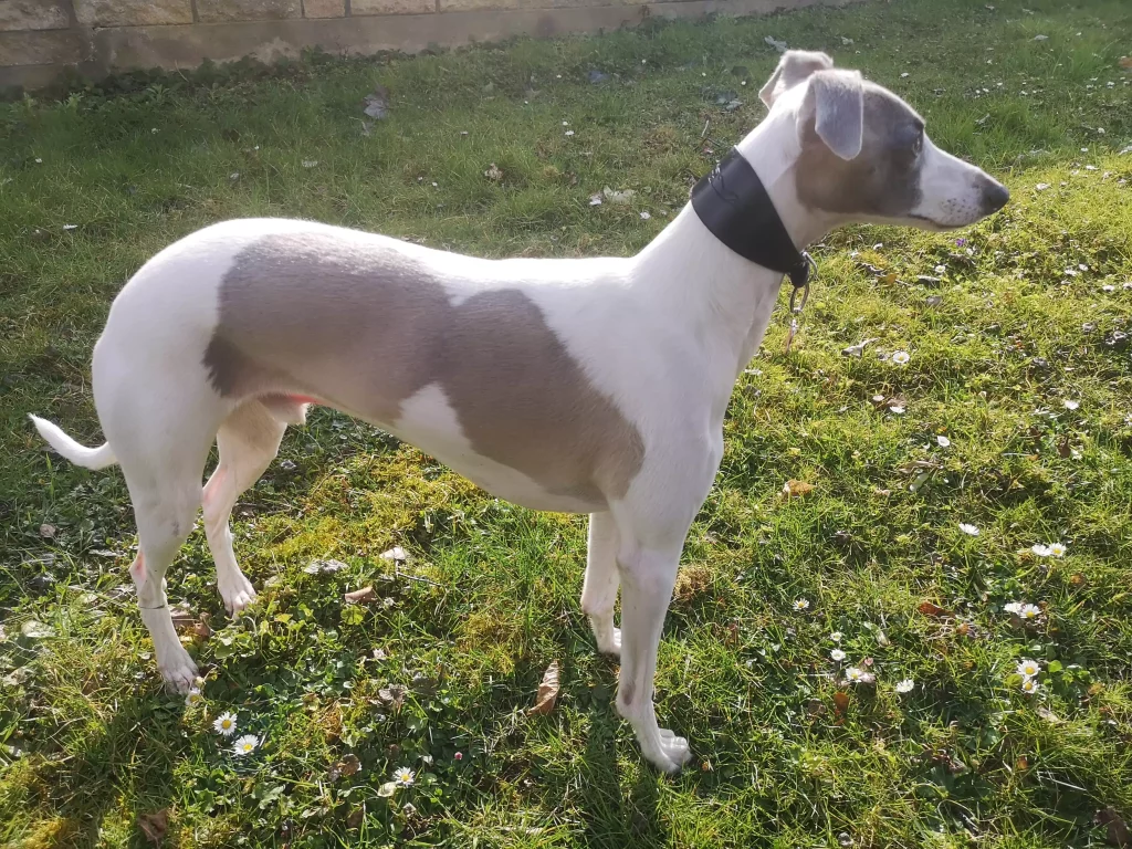 Whippet particolore blanc et bleu debout en extérieur, illustrant une robe à panachure envahissante avec grandes taches symétriques sur fond blanc.
