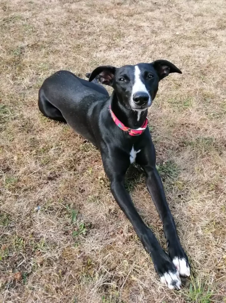 Pimprenelle, Whippet noir allongé sur l’herbe sèche, présentant une robe noire à panachures blanches sur le museau, le poitrail et les pattes.