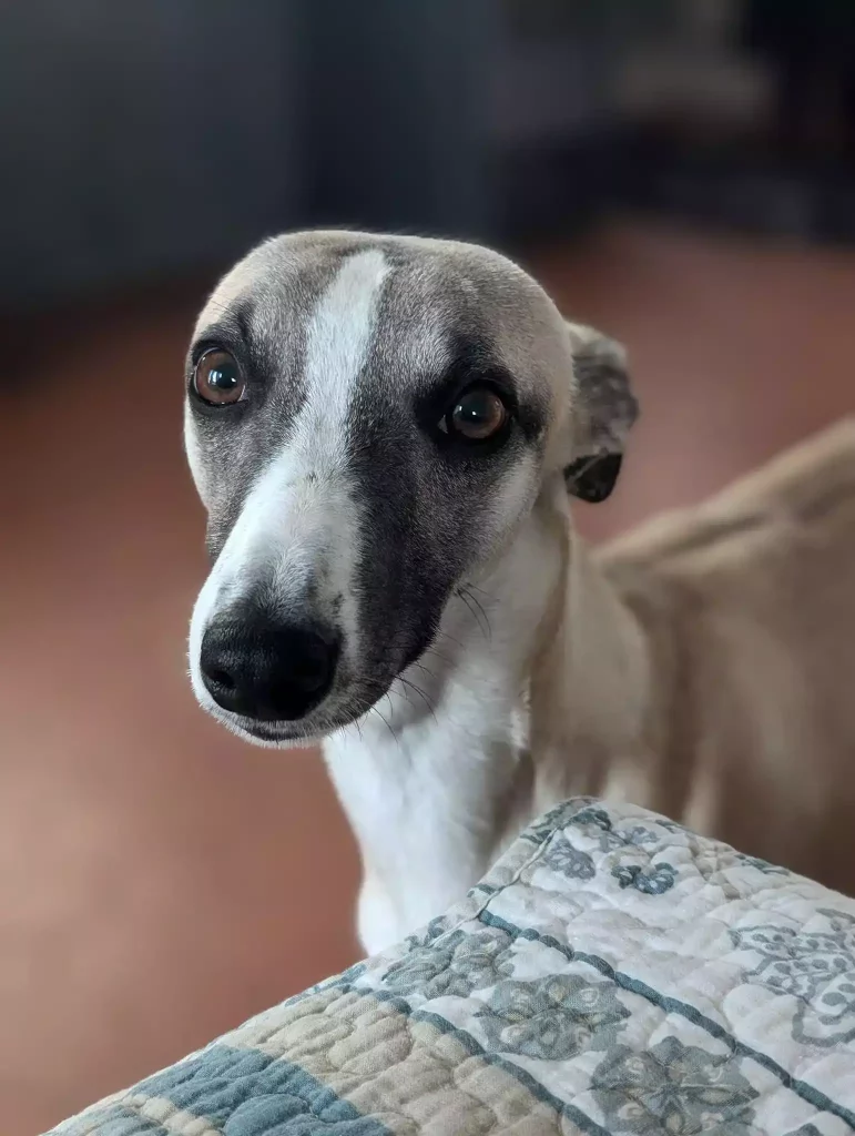 Whippet fauve clair à masque bleu et panachures blanches, illustrant une robe diluée à marquage facial symétrique.