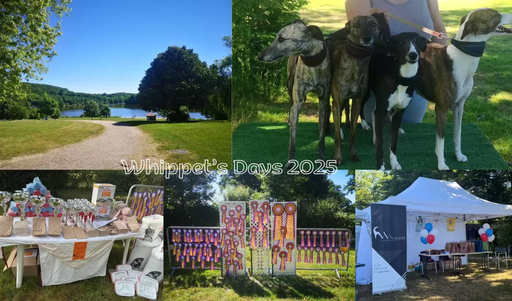 Montage photo des Whippet’s Days 2025, montrant le cadre verdoyant du plan d’eau de Vieure, un groupe de 4 Whippets sur un tapis vert, des stands de récompenses et de clubs, ainsi qu’un mur de rosettes multicolores.