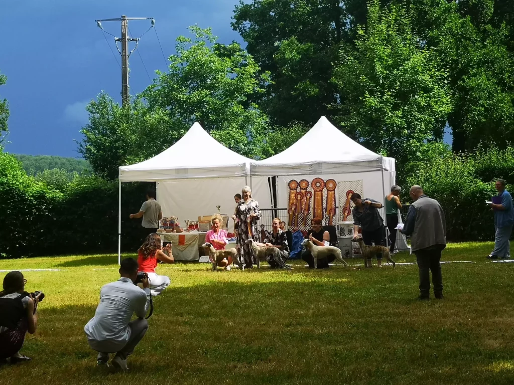 ScÚne de remise des prix en plein air : plusieurs Whippets posent devant un chapiteau décoré de rosettes, entourés de leurs présentateurs et photographes, sous un ciel orageux contrastant avec la lumiÚre dorée de fin de journée.