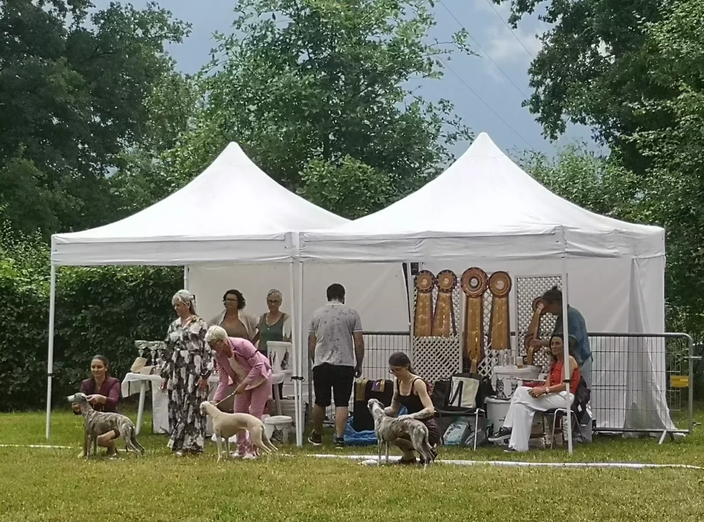 Whippet's Days 2025 : PrĂ©paration Ă la remise de prix sous deux chapiteaux blancs. Des participants prĂ©sentent leurs Whippets devant un mur de rosettes dorĂ©es, entourĂ©s de membres de lâorganisation et de juges.