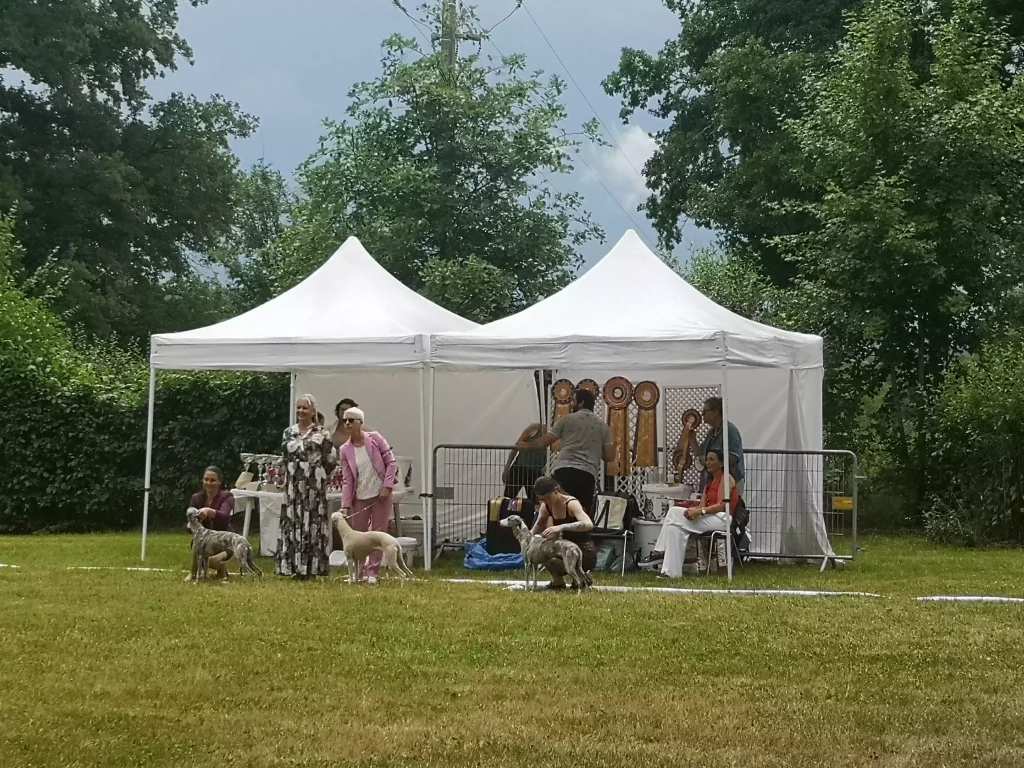 Whippet's Days 2025 : Derniers instants avant la remise des prix. Des participants présentent leurs Whippets devant deux tentes blanches ornées de rosettes, sous le regard attentif des juges et organisateurs.