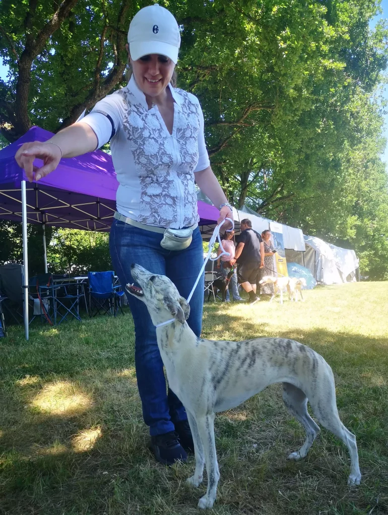 Femme souriante en pleine sĂ©ance de handling avec un jeune Whippet bringĂ©, attentif et en position dâexposition, lors des Whippetâs Days 2025 Ă Vieure.