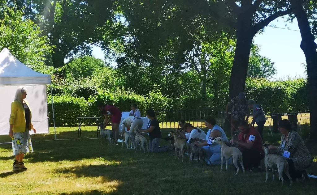 Jugement en cours lors de la Régionale d'Elevage à Vieure : plusieurs présentateurs alignés au sol avec leurs Whippets.