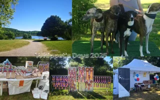 Montage photo des Whippet’s Days 2025, montrant le cadre verdoyant du plan d’eau de Vieure, un groupe de 4 Whippets sur un tapis vert, des stands de récompenses et de clubs, ainsi qu’un mur de rosettes multicolores.