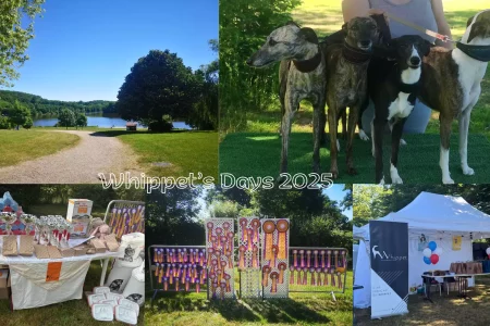Montage photo des Whippet’s Days 2025, montrant le cadre verdoyant du plan d’eau de Vieure, un groupe de 4 Whippets sur un tapis vert, des stands de récompenses et de clubs, ainsi qu’un mur de rosettes multicolores.