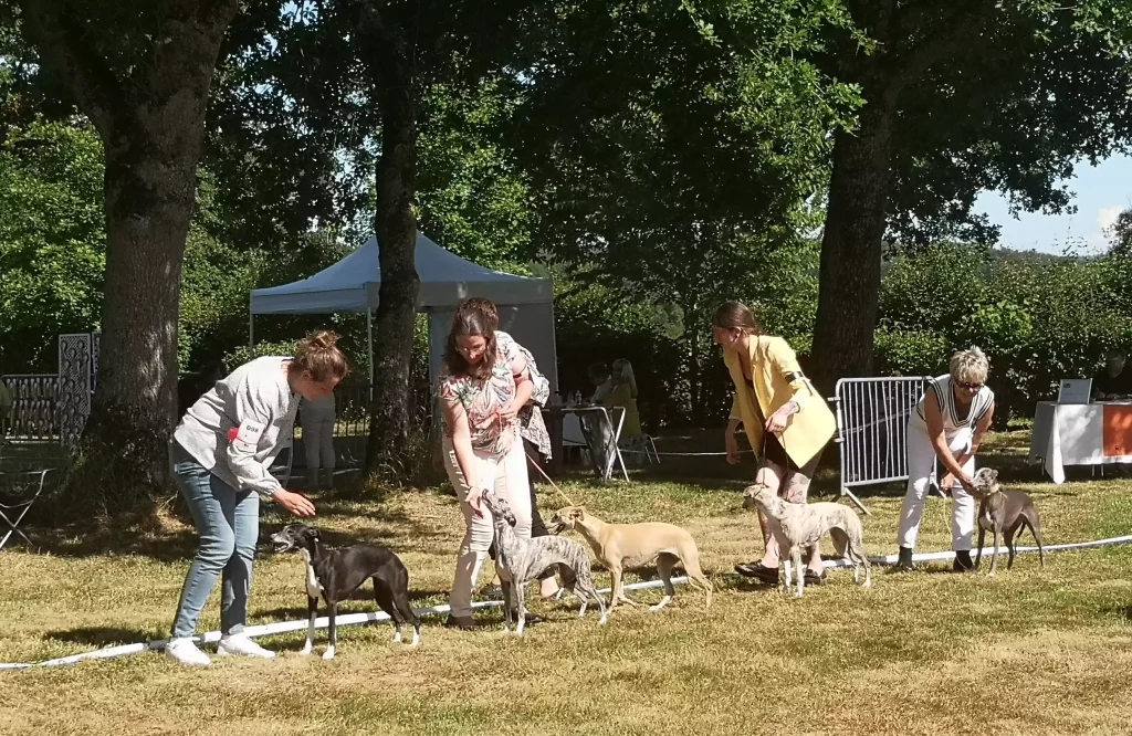 PrĂ©sentation de Whippets en ring dâexposition lors de la RĂ©gionale d'Elevage Ă Vieure : plusieurs participantes alignent leurs chiens sous les arbres.