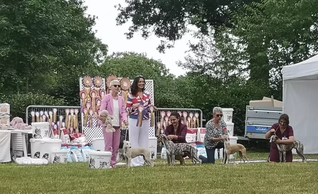Cérémonie de remise des prix à la NE 2025 de Vieure : plusieurs Whippets alignés avec leurs présentatrices devant un mur de rosettes, des sacs de croquettes et des trophées, sous le regard souriant des juges.