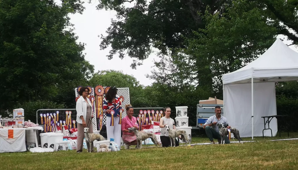 Remise de prix de la NE 2025 à Vieure en extérieur : plusieurs présentateurs posent fiÚrement avec leurs Whippets primés devant un mur de rosettes colorées, des sacs de croquettes et une tente blanche.