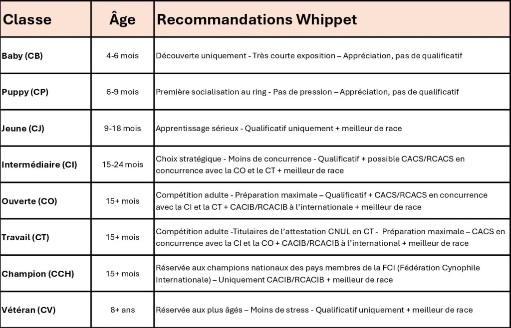 Tableau des classes d'âge en expositions canines avec un Whippet : baby, puppy, jeune, intermédiaire, ouverte, travail, champion, vétéran, avec âges et recommandations spécifiques à la race.