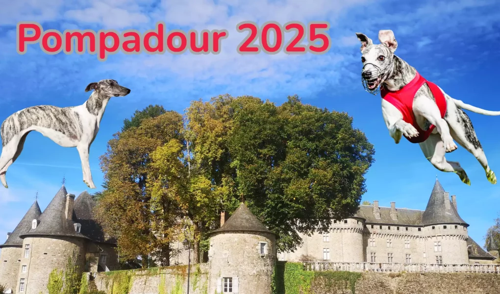 Pompadour 2025 : deux Whippets, l’un en statique, l’autre en plein saut avec gilet rouge de PVL, devant le château de Pompadour.