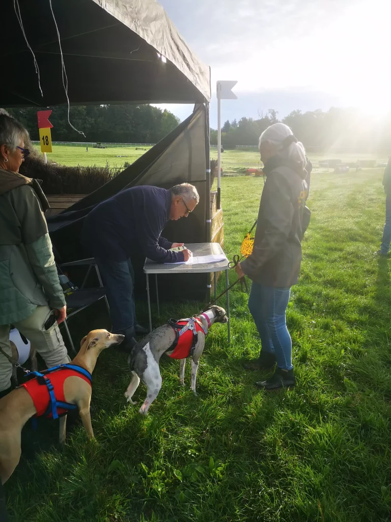 Contrôle PVL : au départ, deux Whippets en dossards rouges à la table d’inscription. Lumière du matin sur l’hippodrome.