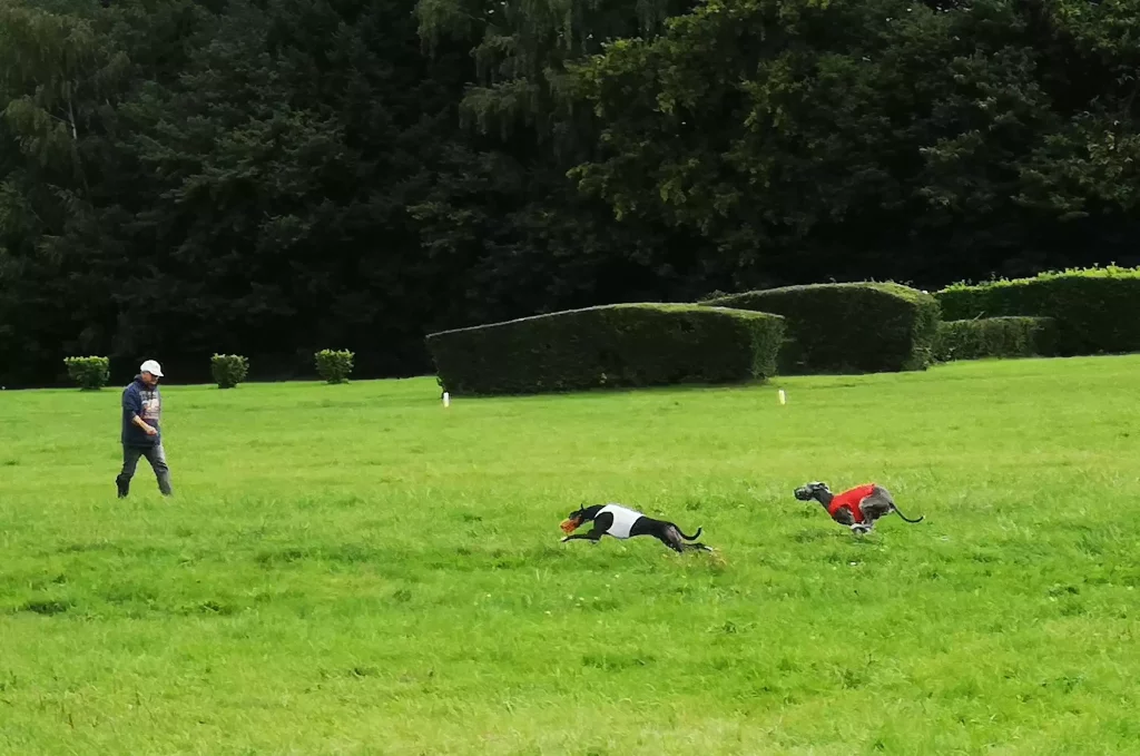 Deux Whippets en pleine PVL, dossards blanc et rouge poursuivant le leurre sur la pelouse de l’hippodrome.