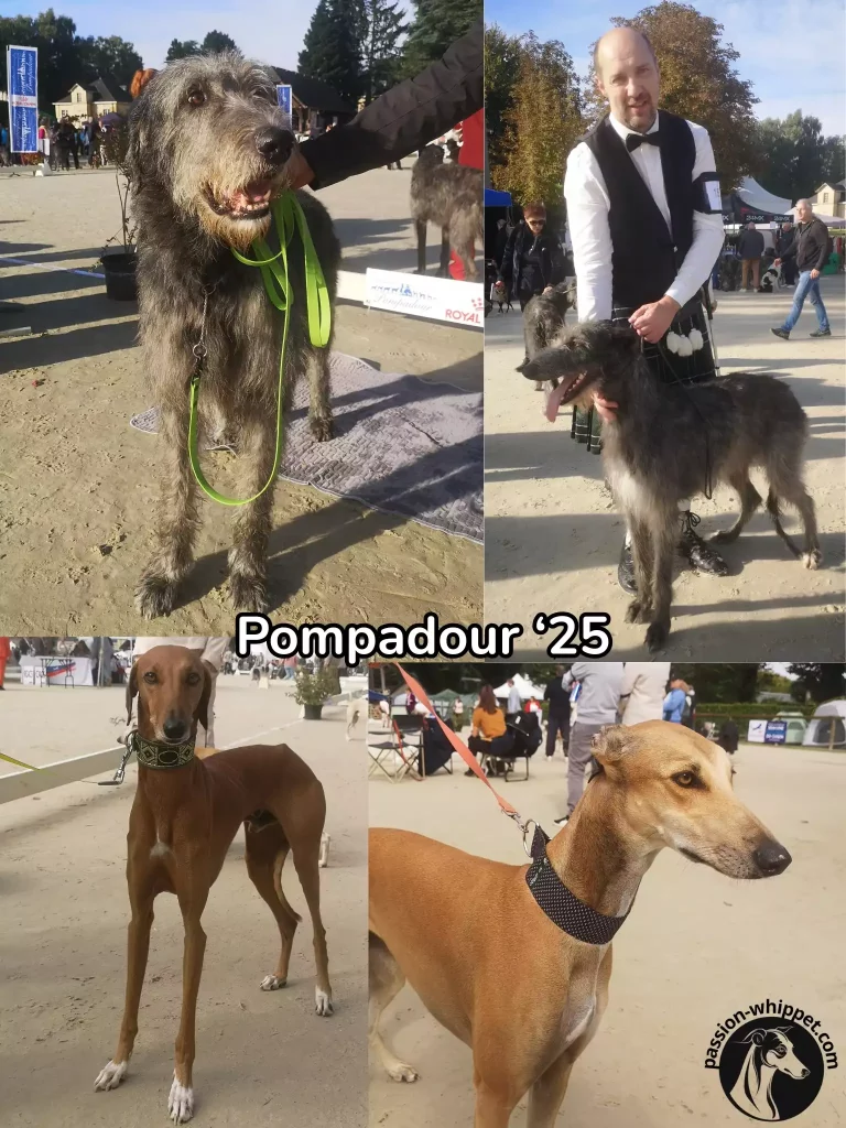 Montage de lévriers : Irish Wolfhound, Scottish Deerhound, Azawakh et greyhound fauve, sur la grande carrière.