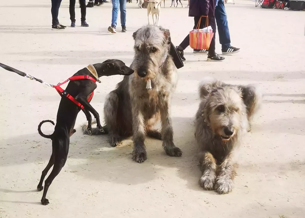 Un Petit Lévrier Italien curieux salue deux lévriers irlandais sur la grande carrière dans une ambiance conviviale.